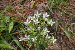 Swertia angustifolia var. pulchella